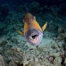 triggerfish_titan_shsh_si_v_0004_egy4689.jpg